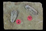 Two Fossil Crinoids - Crawfordsville, Indiana #94419-2